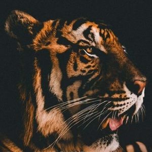 Meet your Posher, Hudson